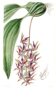 Cirrhaea dependens (as Cirrhaea tristis) - Edwards vol 22 pl 1889 (1836)