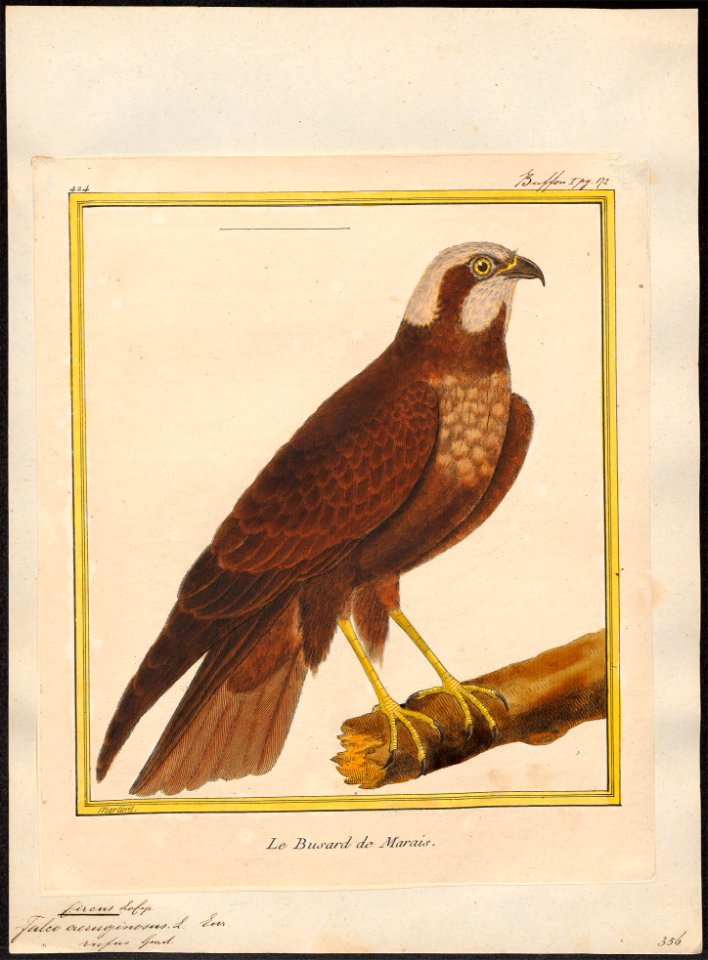 Circus aeruginosus - 1700-1880 - Print - Iconographia Zoologica - Special Collections University of Amsterdam - UBA01 IZ18300181