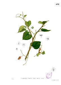 Cissampelos pareira Blanco2.432
