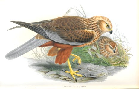 Circus Aeruginosus