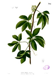Cissus mutabilis Blanco2.398