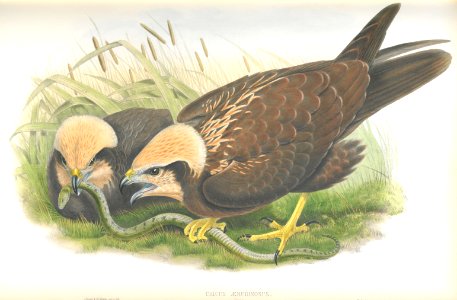 Circus Aeruginosus