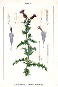 Cirsium arvense Sturm08