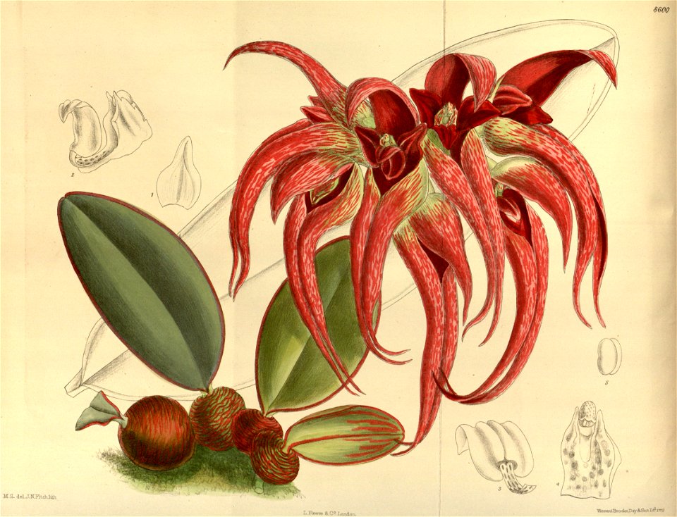 Cirrhopetalum fletcherianum 141-8600