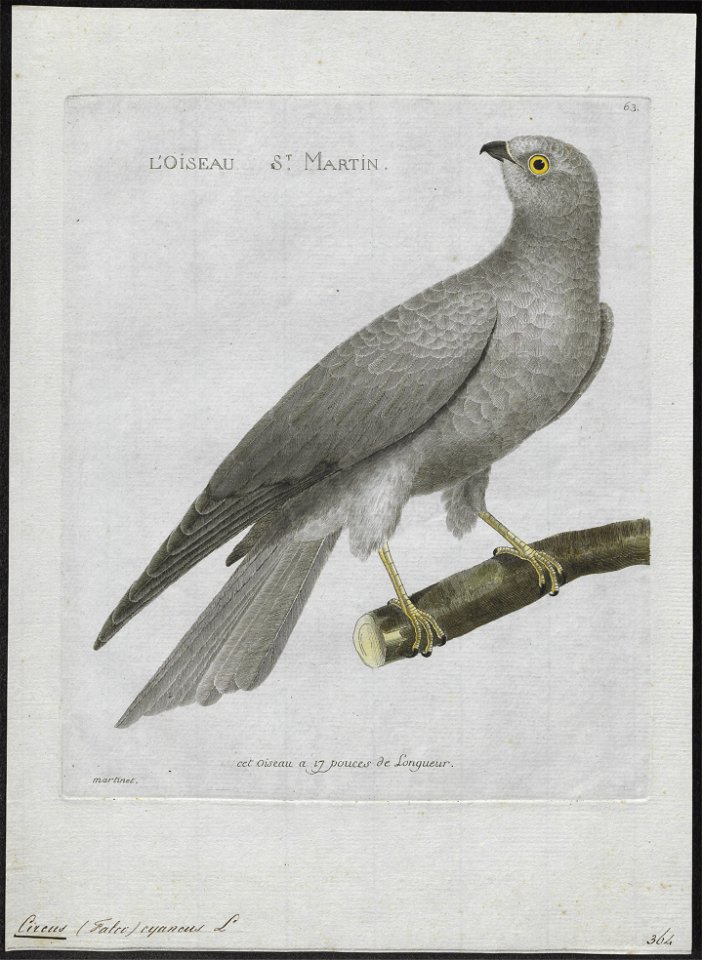 Circus cyaneus - 1790-1796 - Print - Iconographia Zoologica - Special Collections University of Amsterdam - UBA01 IZ18300203