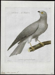 Circus cyaneus - 1790-1796 - Print - Iconographia Zoologica - Special Collections University of Amsterdam - UBA01 IZ18300203