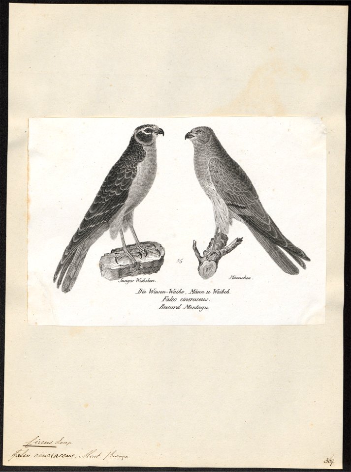Circus cineraceus - 1809-1845 - Print - Iconographia Zoologica - Special Collections University of Amsterdam - UBA01 IZ18300235
