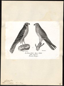 Circus cineraceus - 1809-1845 - Print - Iconographia Zoologica - Special Collections University of Amsterdam - UBA01 IZ18300235