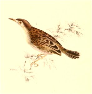 Cisticola cherina 1838