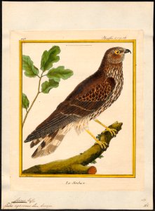 Circus cyaneus - 1700-1880 - Print - Iconographia Zoologica - Special Collections University of Amsterdam - UBA01 IZ18300213