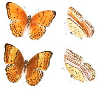 CirrochroaAnjira 367