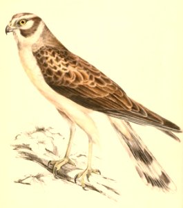 Circus macrourus young female 1838