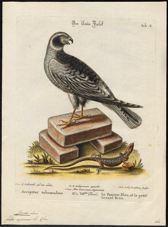 Circus cyaneus - 1700-1880 - Print - Iconographia Zoologica - Special Collections University of Amsterdam - UBA01 IZ18300205