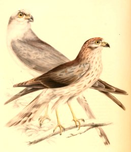 Circus macrourus 1838