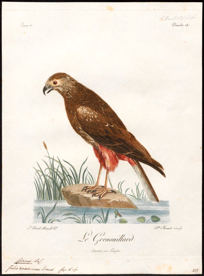 Circus ranivorus - 1796-1808 - Print - Iconographia Zoologica - Special Collections University of Amsterdam - UBA01 IZ18300191