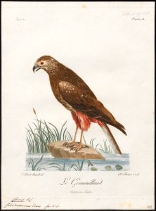 Circus ranivorus - 1796-1808 - Print - Iconographia Zoologica - Special Collections University of Amsterdam - UBA01 IZ18300191