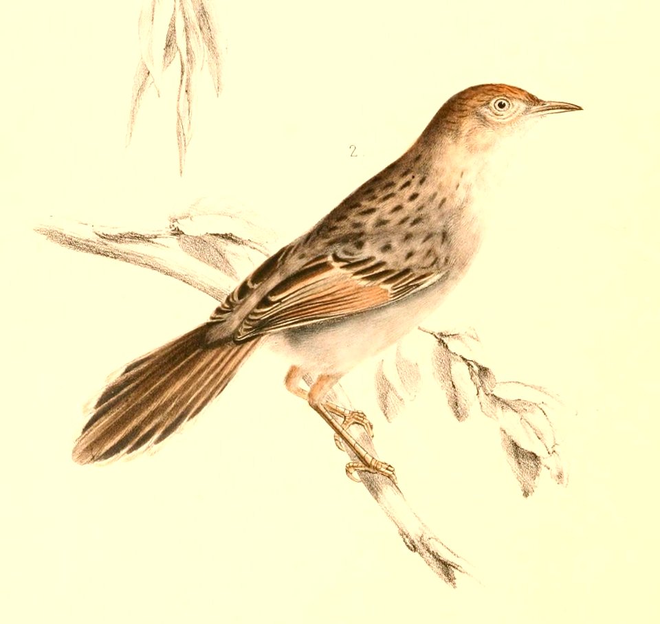 Cisticola subruficapilla 1838