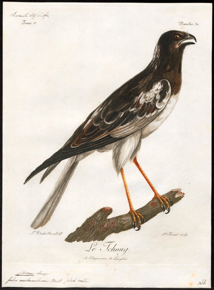 Circus melanoleucus - 1796-1808 - Print - Iconographia Zoologica - Special Collections University of Amsterdam - UBA01 IZ18300221