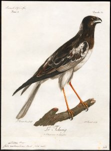 Circus melanoleucus - 1796-1808 - Print - Iconographia Zoologica - Special Collections University of Amsterdam - UBA01 IZ18300221