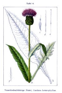 Cirsium heterophyllum (Sturm14, plate 004) clean