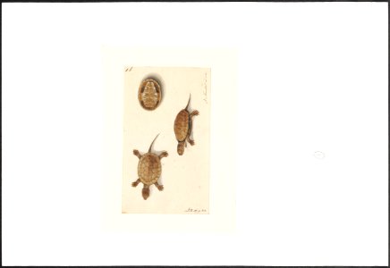 Cistudo europaea - 1753-1834 - Print - Iconographia Zoologica - Special Collections University of Amsterdam - UBA01 IZA1000182
