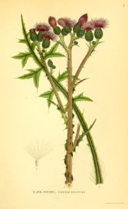 Cirsium palustre -001