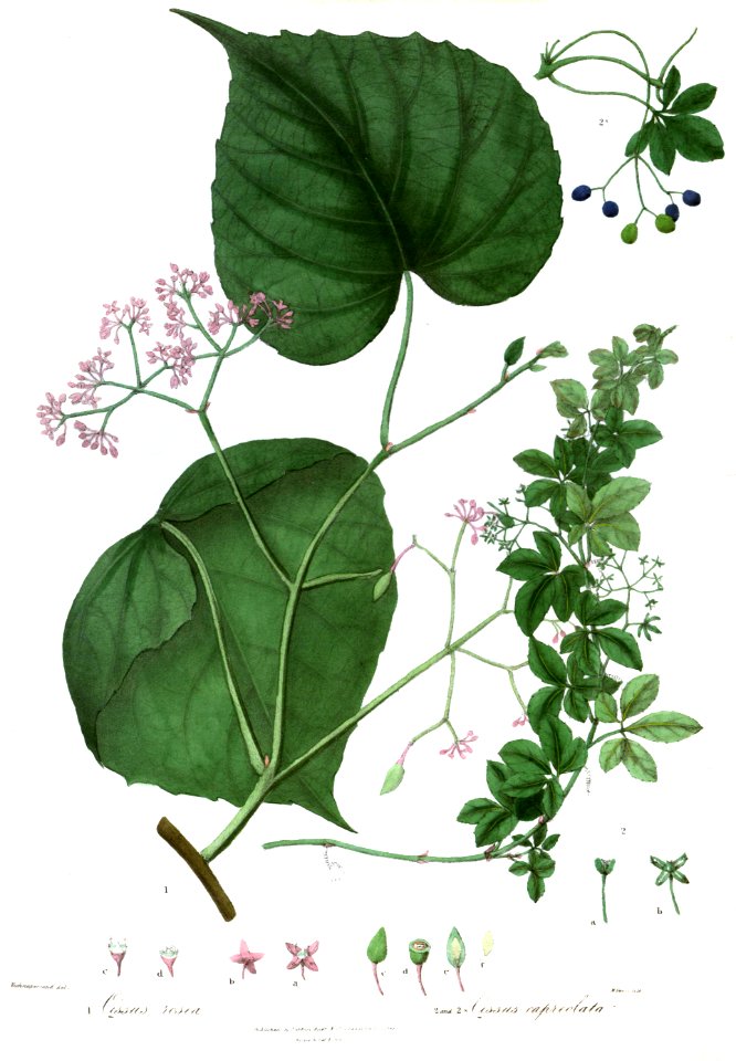 CissusRoyle