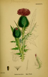 Cirsium vulgare ssp vulgare