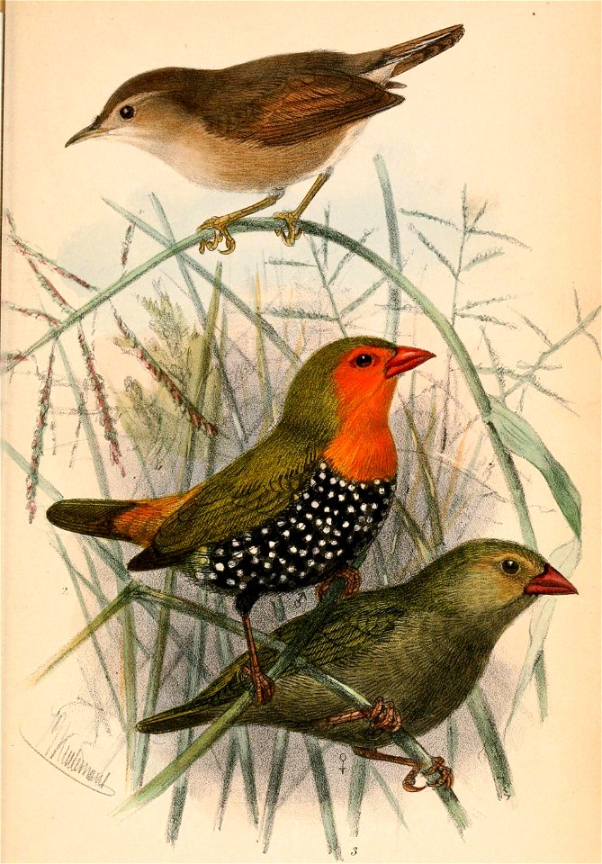 Cisticola brachypterus brachypterus & Mandingoa nitidula schlegeli 1870