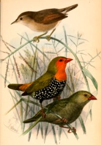 Cisticola brachypterus brachypterus & Mandingoa nitidula schlegeli 1870