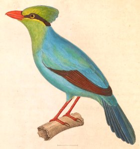 Cissa thalassina 1838