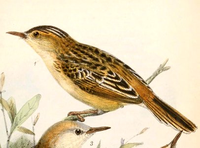 Cisticola eximius eximius 1869
