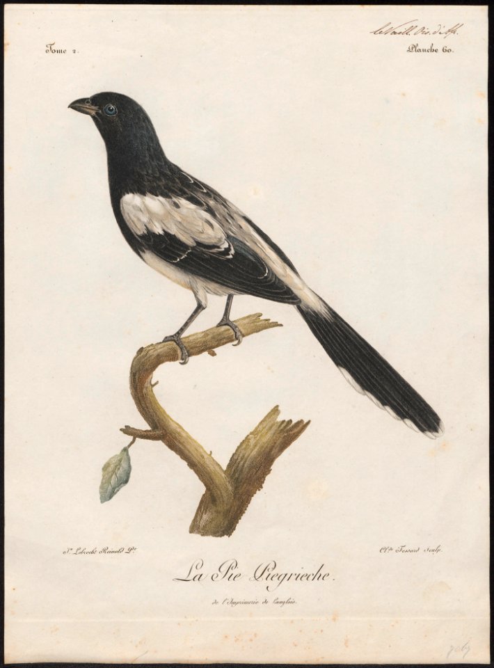 Cissopis leveriana - 1796-1808 - Print - Iconographia Zoologica - Special Collections University of Amsterdam - UBA01 IZ15900379