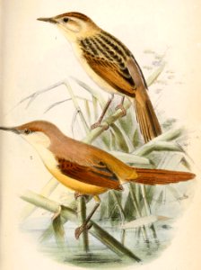 Cisticola marginatus & Heliolais erythropterus jodopterus 1869