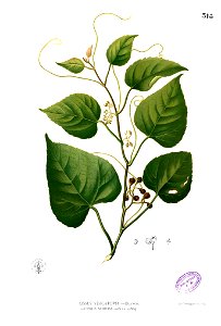 Cissus repens Blanco2.318