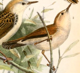 Cisticola troglodytes ferrugineus 1869