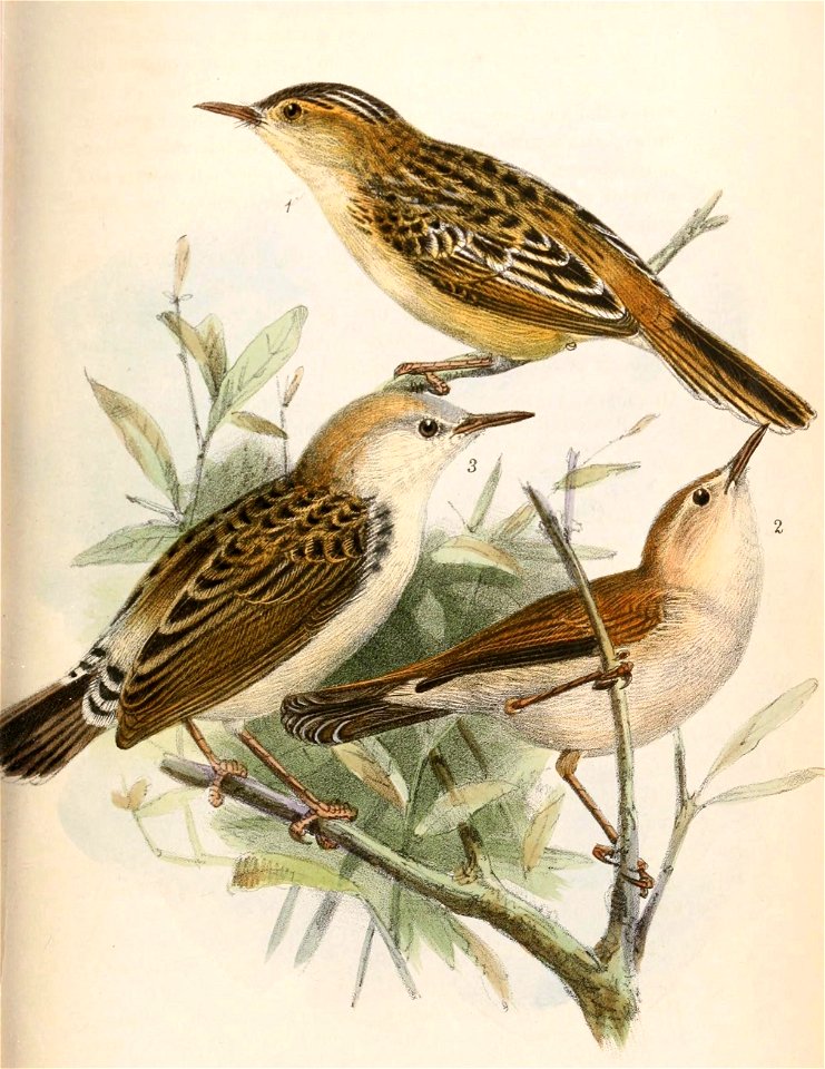 Cisticola eximius eximius & Cisticola troglodytes ferrugineus & « Hemipteryx oligura » 1869