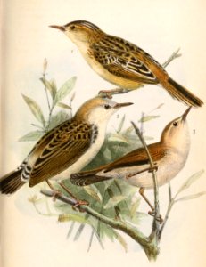 Cisticola eximius eximius & Cisticola troglodytes ferrugineus & « Hemipteryx oligura » 1869