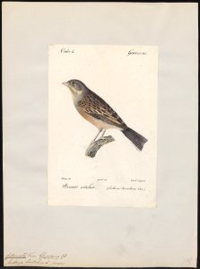 Citrinella hortulana - 1842-1848 - Print - Iconographia Zoologica - Special Collections University of Amsterdam - UBA01 IZ16100233