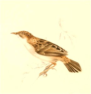 Cisticola juncidis terrestris 1838