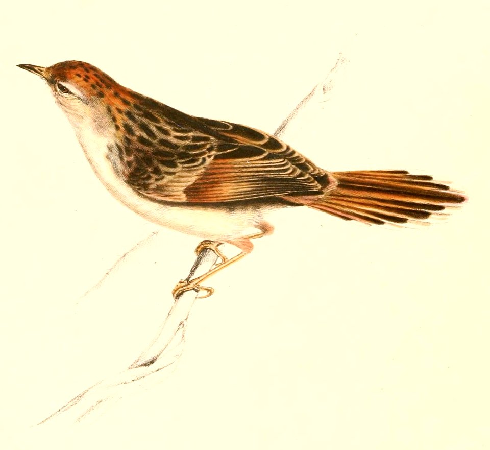 Cisticola tinniens 1838