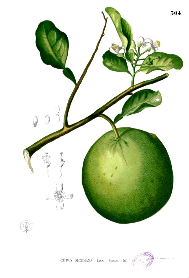 Citrus aurantium Blanco2.304