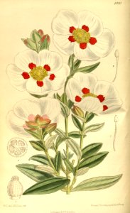 Cistus × loreti 139-8490