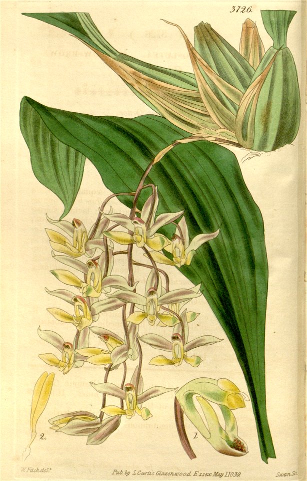 Cirrhaea fuscolutea - Curtis' 66 (N.S. 13) pl. 3726 (1840)