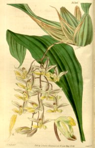 Cirrhaea fuscolutea - Curtis' 66 (N.S. 13) pl. 3726 (1840)
