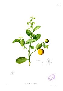 Citrus madurensis Blanco1.185
