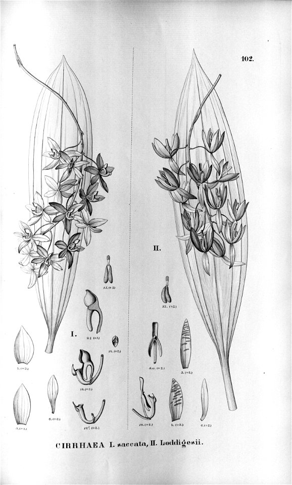 Cirrhaea fuscolutea (as Cirrhaea saccata) - Cirrhaea loddigesii -Fl.Br.3-5-102
