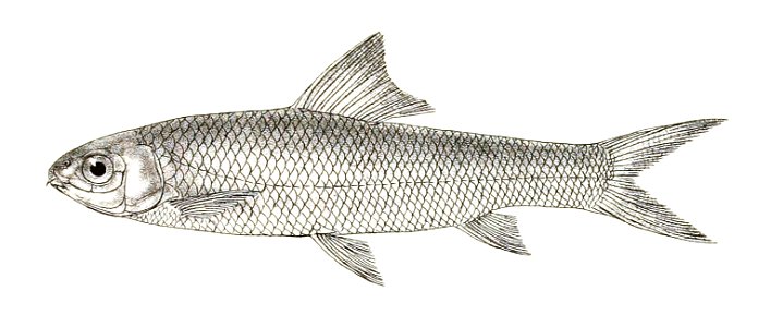 Cirrhina fulunge Mintern 132