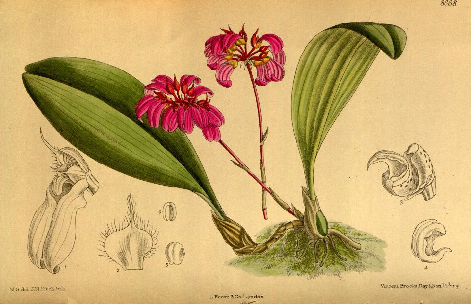 Cirrhopetalum concinnum purpurea 142-8668