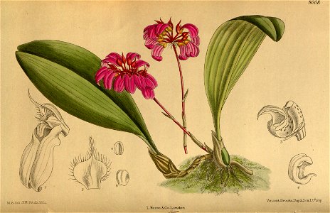 Cirrhopetalum concinnum purpurea 142-8668. Free illustration for personal and commercial use.